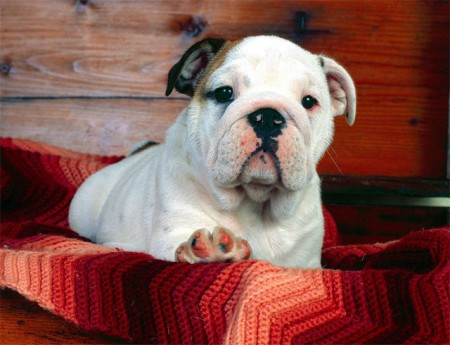Bulldog Inglés