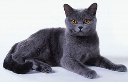CHARTREUX 