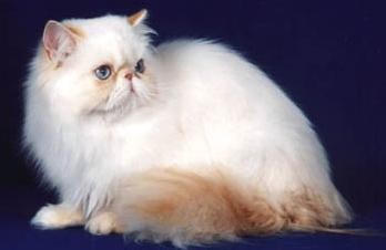 HIMALAYO