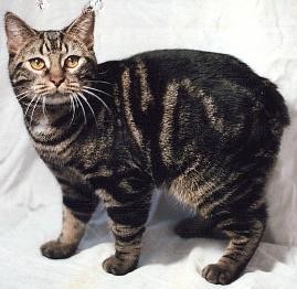 MANX 