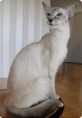 BALINÉS 